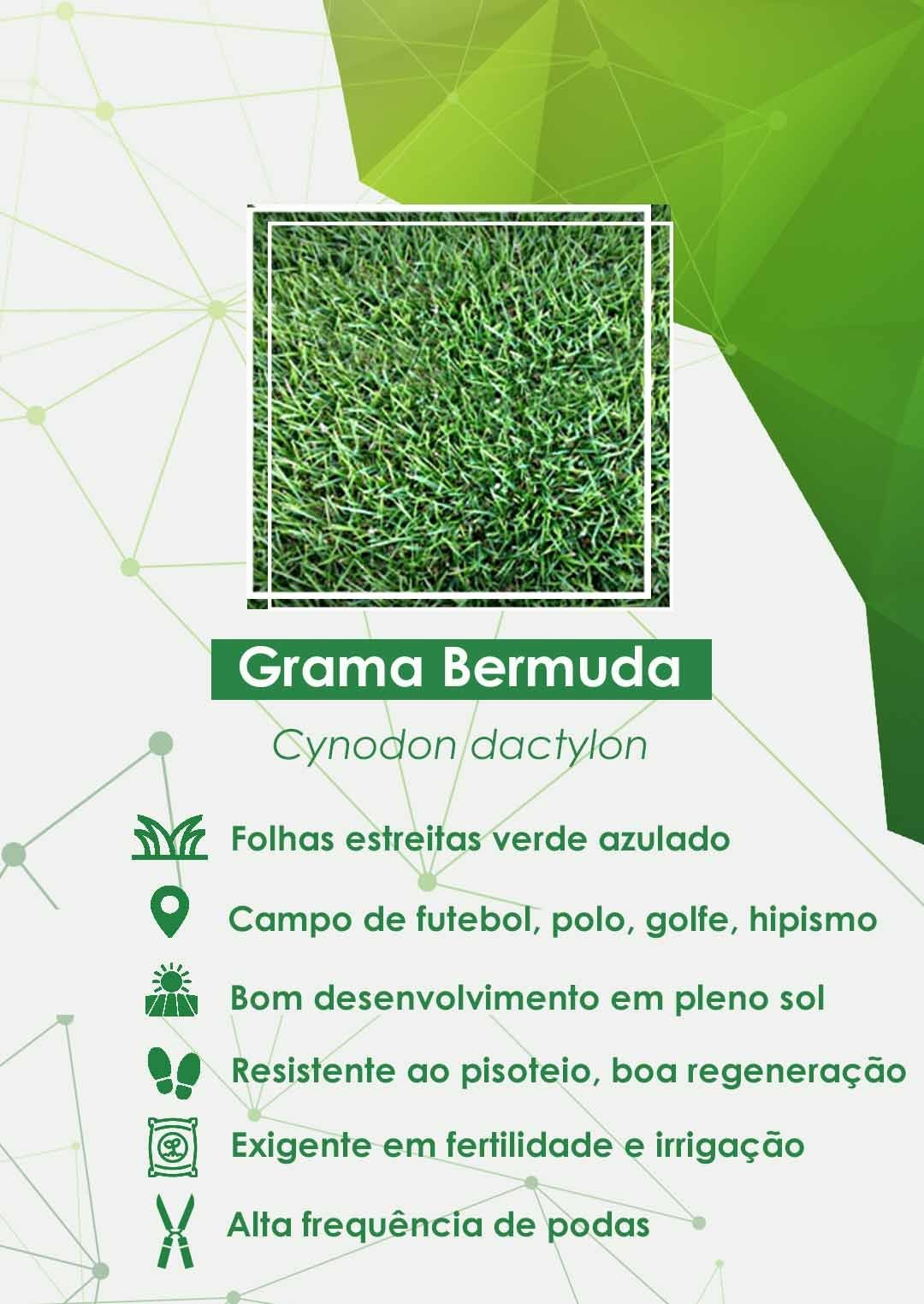 Pragas, doenças e ervas daninhas no gramado: como identificar e agir